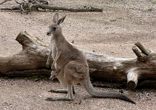 Spunta dal marsupio e fa innamorare tutti: nato nuovo cucciolo di canguro